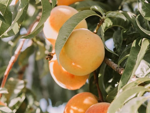 Peach 'Golden Queen'