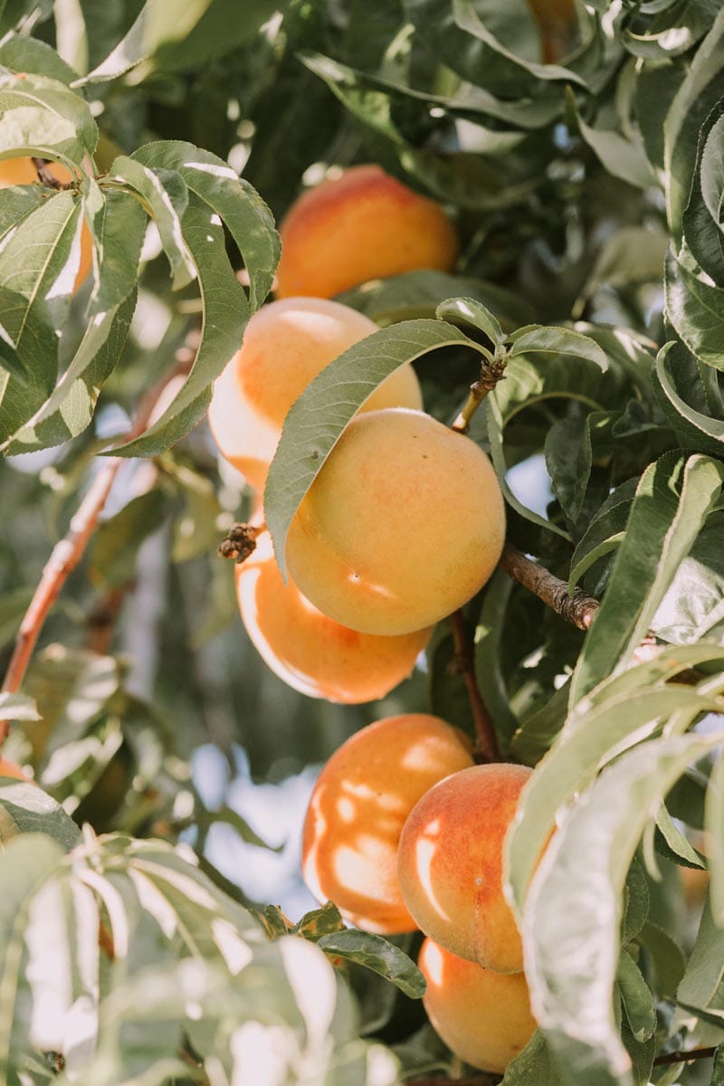 Peach 'Golden Queen' fruit ripening on the tree, with round yellow-orange peaches blushed red among long green leaves in sunlight.