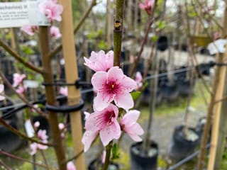 Peacharine 'Healy's' blossom, with pink five-petalled flowers on bare stems, staked in a nursery row of potted trees.