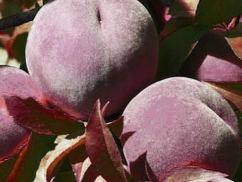 Peach 'Hiawatha'