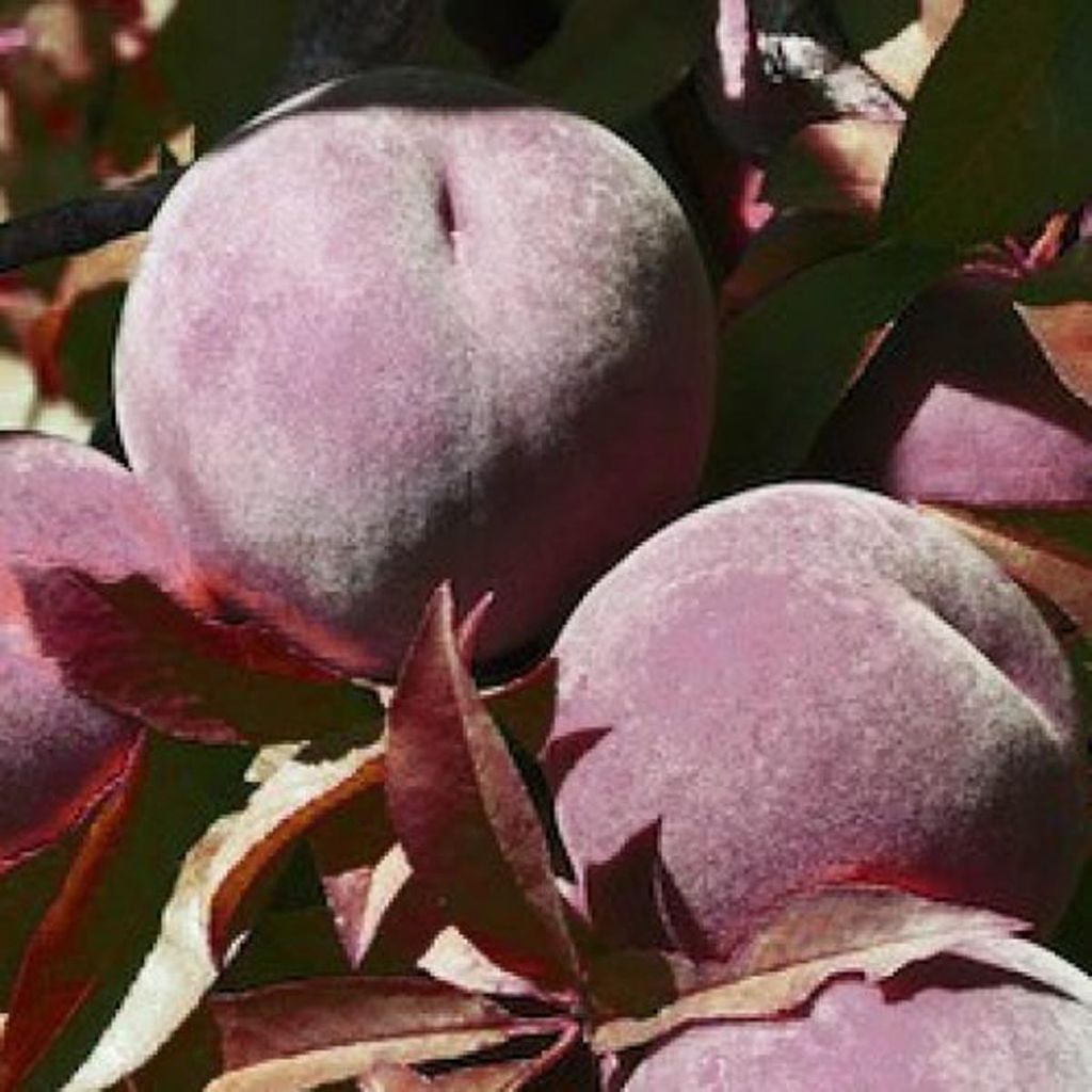 Close-up of Prunus persica 'Hiawatha' peach fruit, with fuzzy purple-pink skin hanging among dark reddish-purple and green leaves.