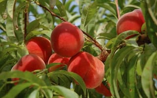 Peach 'Scarlett O'Hara' (Prunus persica), a cluster of ripe red-blushed peaches hanging on a branch among long green leaves.