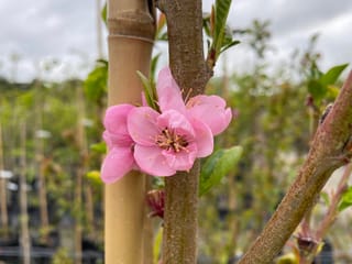 Pink spring blossom of Nectarine 'Button Bright' (Prunus persica var. nectarina) on a young trunk beside a bamboo stake, with nursery rows behind.