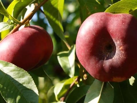 Nectarine 'Button Bright'