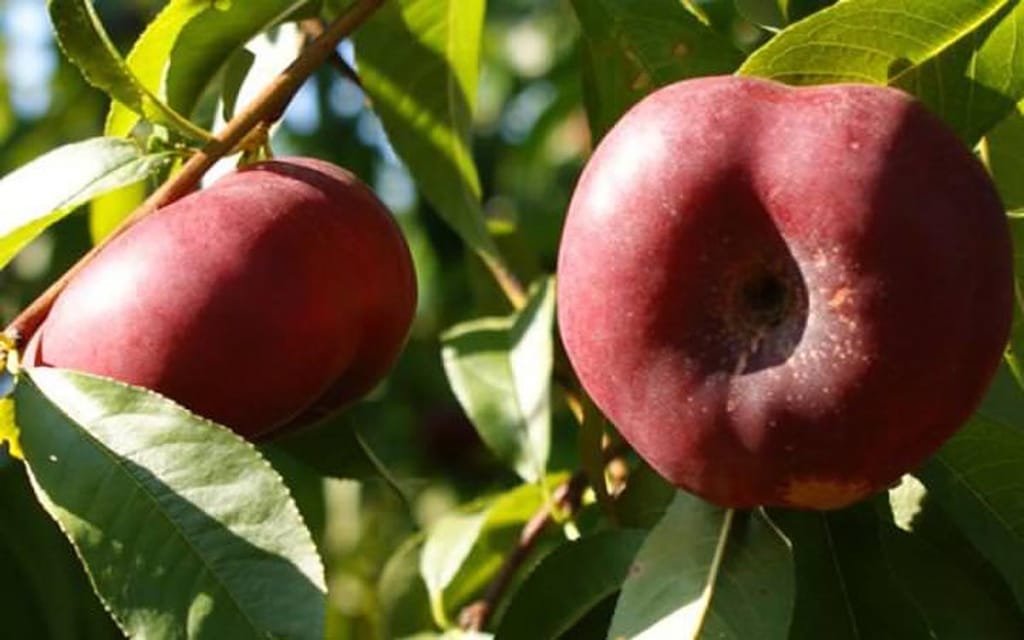 Nectarine 'Button Bright' fruit, two deep red nectarines hanging on a branch among green serrated leaves in bright sunlight.