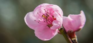 Close-up of a pink blossom on Nectarine 'Goldmine' (Prunus persica var. nectarina), showing ruffled petals and dark-tipped stamens, with a second bud on the stem.