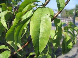 Nectarine 'Goldmine' (Prunus persica var. nectarina) foliage, showing long glossy green lance-shaped leaves on slender brown branches against a blue sky.