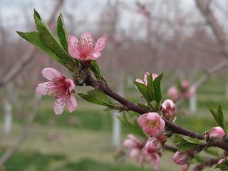 Nectarine 'Queen Giant' (Prunus persica var. nectarina) branch with pink blossoms and buds, plus fresh green leaves, in an orchard with blurred trees behind.