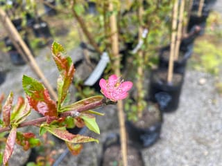 Nectarine 'Snow Queen' (Prunus persica var. nectarina) branch with a single pink blossom and red-green new leaves, with potted staked trees behind.