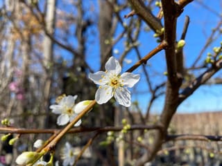 Plum 'Billington' (Prunus salicina, Japanese Plum) in early spring, with white five-petalled blossom and green buds on bare brown branches against blue sky.