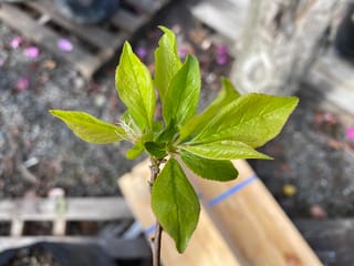 Plum 'Billington' (Japanese Plum) shoot tip with fresh bright green serrated leaves and a spent flower, against a blurred nursery backdrop.