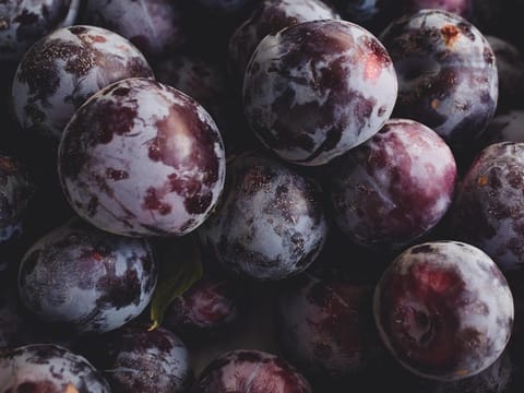Plum 'Black Doris/Billington'