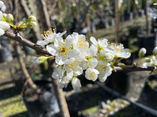 Plum 'Hawera' (Japanese Plum) branch with clusters of white blossom, yellow stamens and green-tinged buds, set against blurred nursery pots.