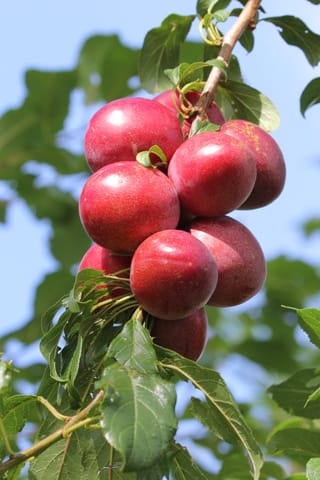 Plum 'Hawera' (Japanese Plum) fruit, a tight cluster of glossy dark-red plums hanging from a branch among green leaves against blue sky.