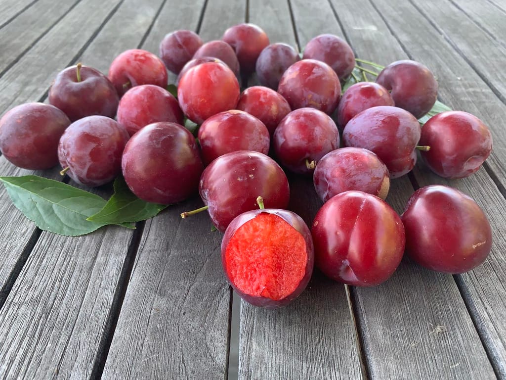 Prunus salicina 'Hawera' Japanese plum fruit, dark red with bright red flesh in one cut plum, piled on a weathered timber table with green leaves.