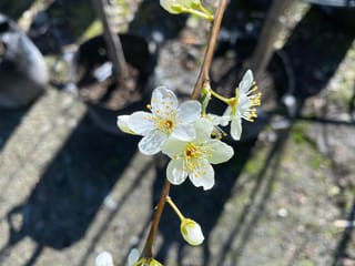 Plum 'Luisa' (Japanese Plum) blossom on a brown stem, with white open flowers, yellow stamens and unopened buds above potted plants in a nursery.