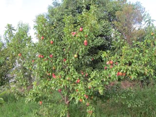 Plum 'Luisa' (Prunus salicina), a Japanese plum tree with green foliage and many red-blushed yellow fruit hanging from its branches, growing in grass.