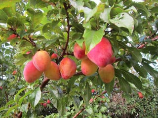 Plum 'Luisa' (Japanese Plum) branch laden with ripe oval yellow fruit blushed red, hanging among green serrated leaves.