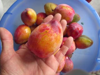 Hand holding a large oval Plum 'Luisa' (Japanese Plum) fruit with red and yellow-orange skin, above a blue bowl of more harvested plums.
