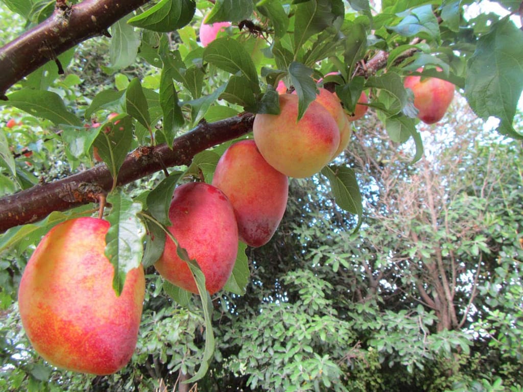 Plum 'Luisa' (Prunus salicina, Japanese Plum) fruit hanging from a dark branch, with large oval yellow-red plums among green leaves.