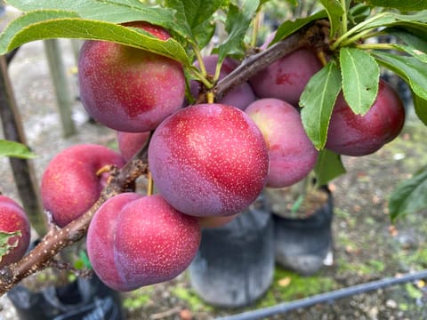 Plum 'Ruby Queen'