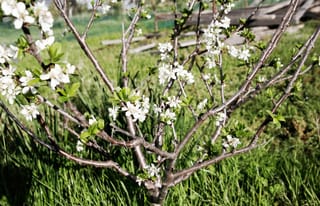 Young Plum 'Santa Rosa' (Japanese plum) with bare branches covered in white spring blossom and fresh green leaves, growing over grass.