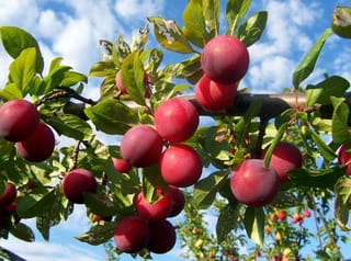 Plum 'Santa Rosa' (Japanese Plum) branch laden with ripe red-crimson fruit among green leaves, against a blue sky with white clouds.