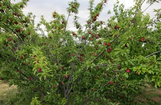 Plum 'Santa Rosa' (Japanese Plum) tree with a multi-stemmed open canopy, laden with ripe red fruit among green leaves, growing on grass.