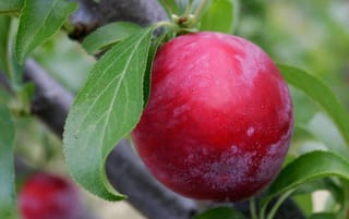Plum 'Santa Rosa' (Japanese Plum) fruit, a glossy crimson-red plum ripening on a dark branch among serrated green leaves.
