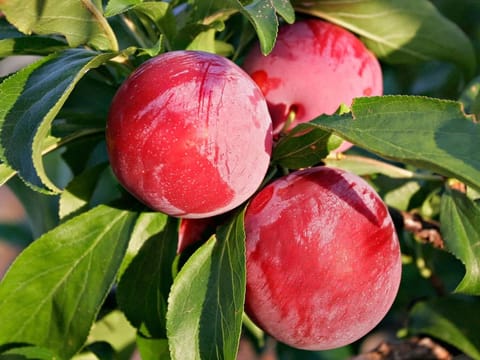 Plum 'Santa Rosa'