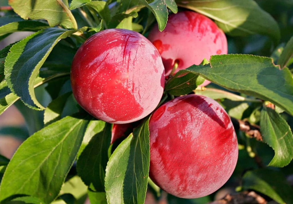 Plum 'Santa Rosa' (Japanese Plum) fruit, three ripe red plums with a pale bloom hanging among glossy green serrated leaves in sunlight.