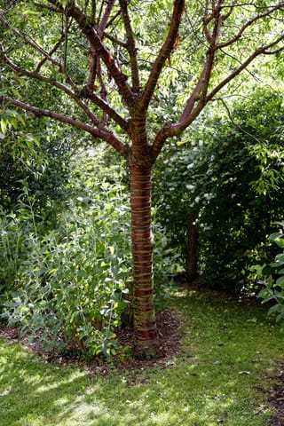 Prunus serrula (Paperbark Cherry) with glossy mahogany-red trunk and branching stems, growing on a mulched lawn edge beside leafy shrubs.