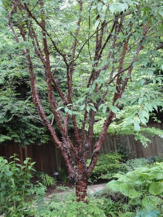 Prunus serrula (Paperbark Cherry) with several glossy mahogany-red peeling trunks and fresh green leaves, growing in a garden bed beside a timber fence.