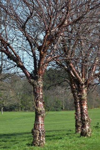 Prunus serrula (Paperbark Cherry) trees in winter, leafless, with glossy mahogany-red peeling bark on trunks and branches, standing on a grassy lawn.