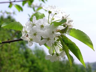 Prunus serrula (Paperbark Cherry) branch with a cluster of white five-petalled blossoms and fresh green serrated leaves against a blurred green background.