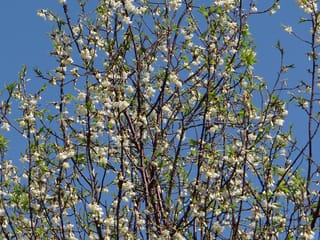 Prunus serrula (Paperbark Cherry) branches in spring, with small white blossoms and fresh green leaves against a clear blue sky.