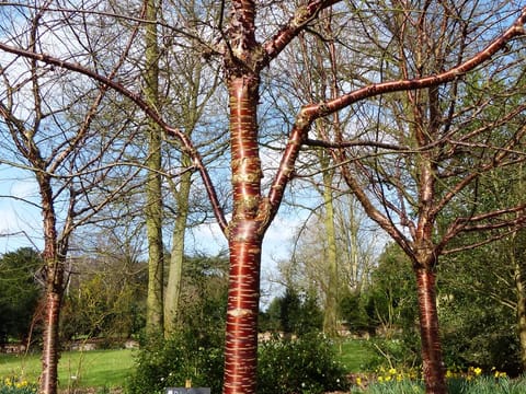 Prunus serrula