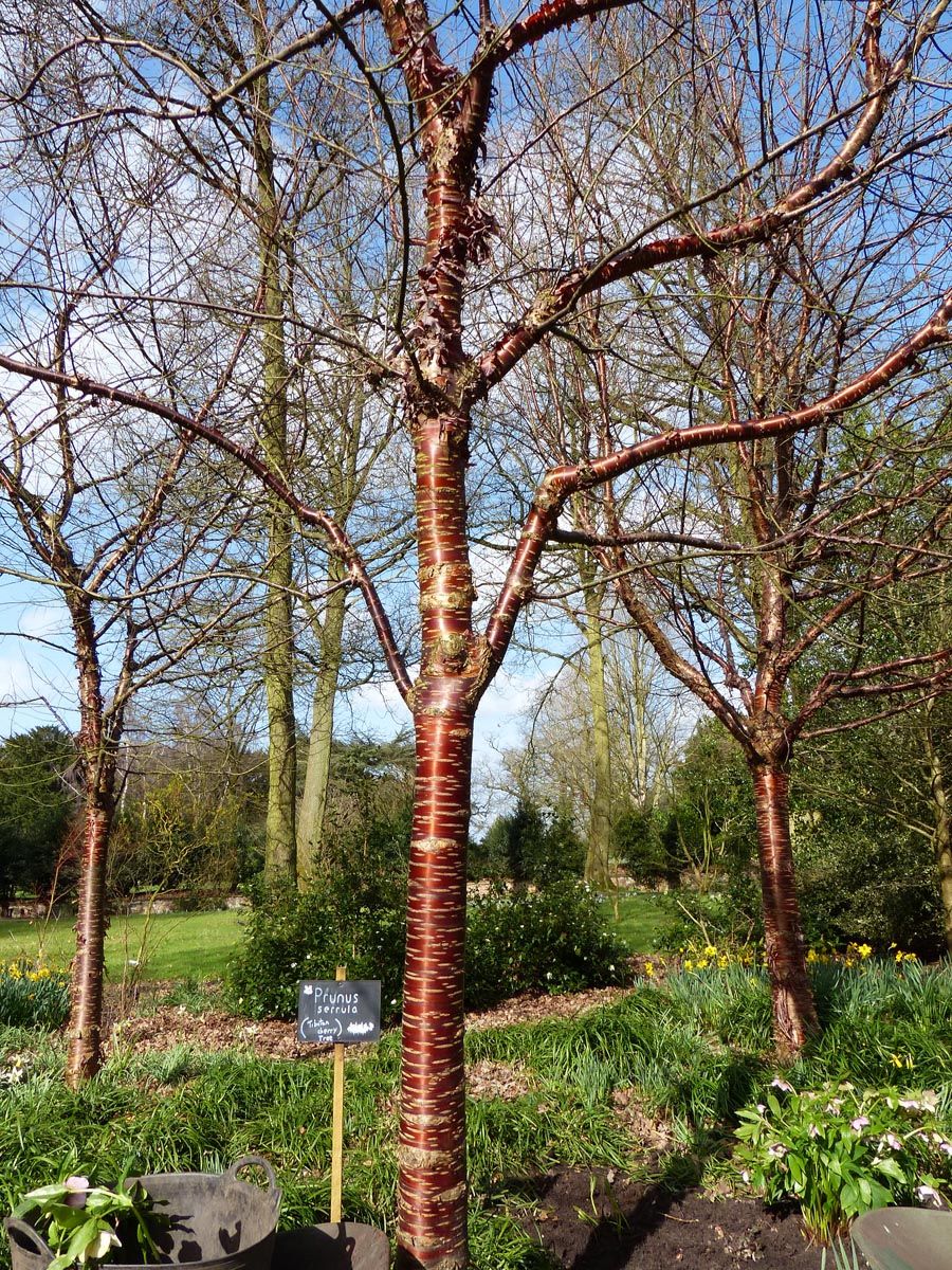 Prunus serrula (Paperbark Cherry) with glossy mahogany-red trunk and peeling bark, bare winter branches, and a name label in a garden bed.