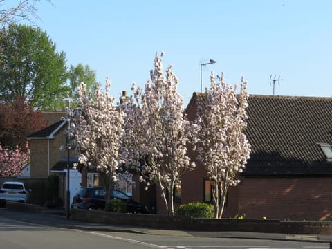 Prunus serrulata 'Amanogawa'