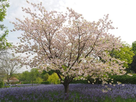 Prunus serrulata 'Ichiyo'