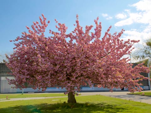Prunus serrulata 'Kiku-shidare-zakura'