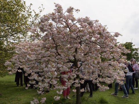 Prunus serrulata 'Shimidsu-sakura'
