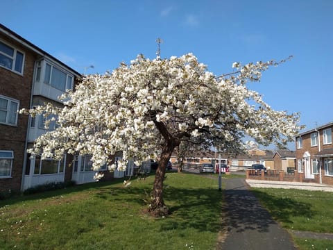 Prunus serrulata 'Shirotae'