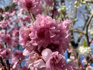 Prunus x blireiana (Flowering Plum) close-up of rose-pink double blossoms with red centres on bare branches against a blue sky.