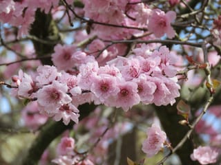 Prunus x blireiana (Flowering Plum) in bloom, with clusters of pink blossoms on bare dark branches and small bronze-red new leaves emerging.