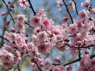 Prunus x blireiana (Flowering Plum) branches covered in pale pink blossoms and rosy buds, against a blue sky, with no leaves yet.