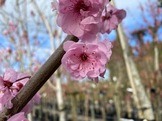 Prunus x blireiana (Flowering Plum) with pink blossoms and visible stamens on a bare brown branch, with staked nursery trees blurred behind.