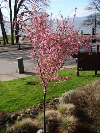 Young Prunus x blireiana (Flowering Plum) in full bloom, with pink double blossoms on slender branches above a lawn, garden bed and roadside.
