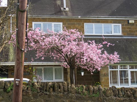 Prunus x blireiana