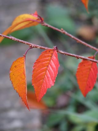 Prunus x incam 'Okamé' (Okamé Cherry) branch with serrated autumn leaves in orange, red and yellow, hanging from a reddish-brown twig.